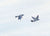 Cat Pursues Pigeons