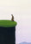 Rabbit Observes Nun