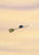 Gavin Flies Alone